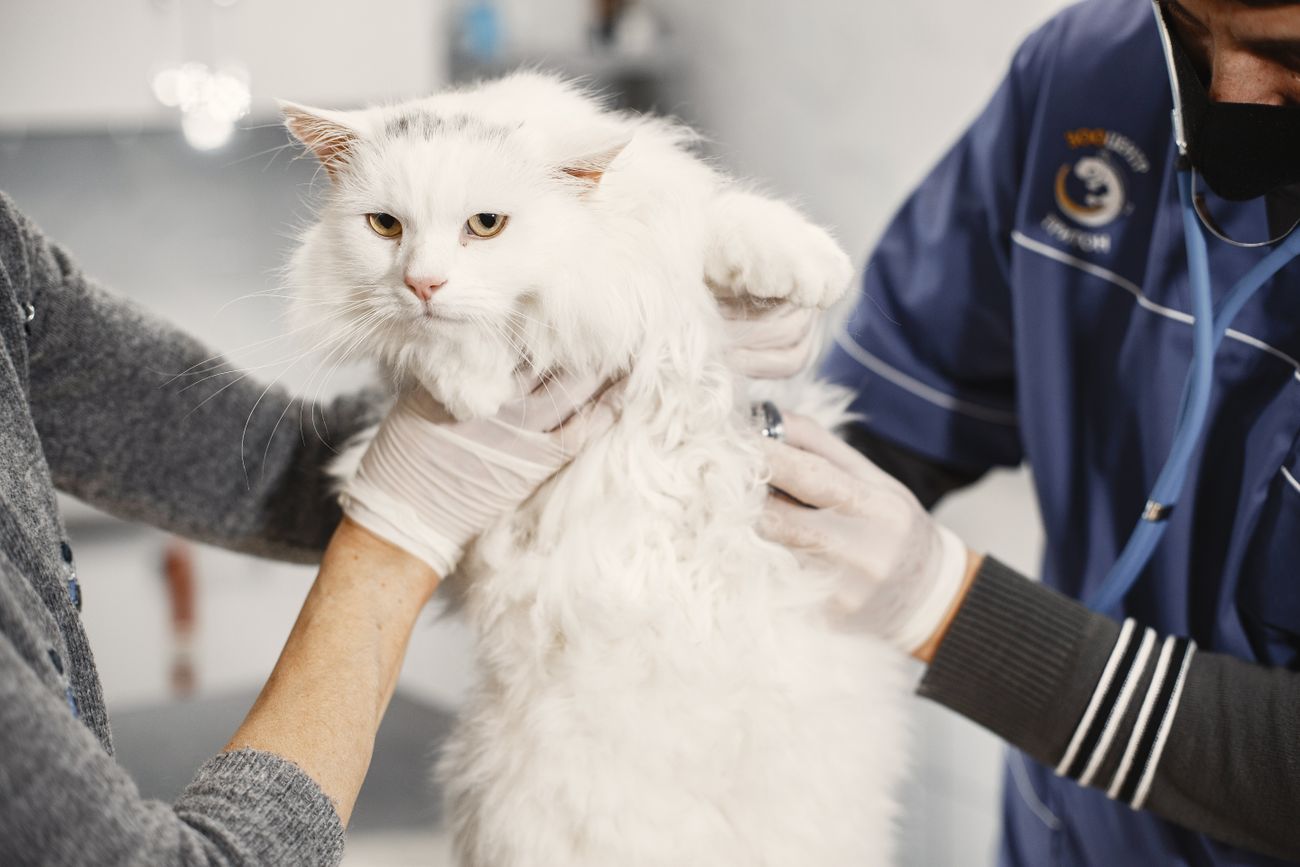 動物病院で白い猫を診察する獣医師