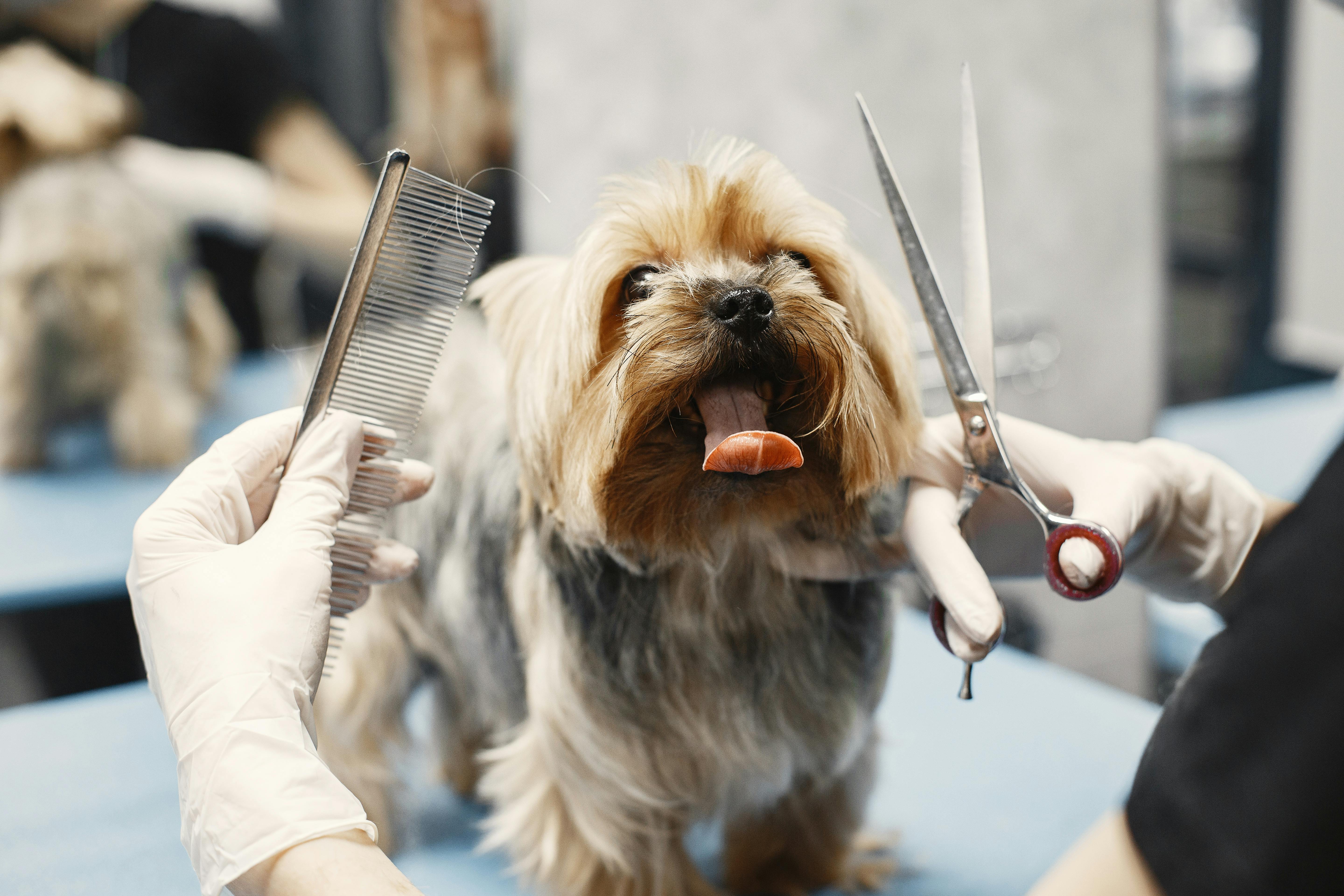 A Dog Showing Tongue While Grooming · Free Stock Photo