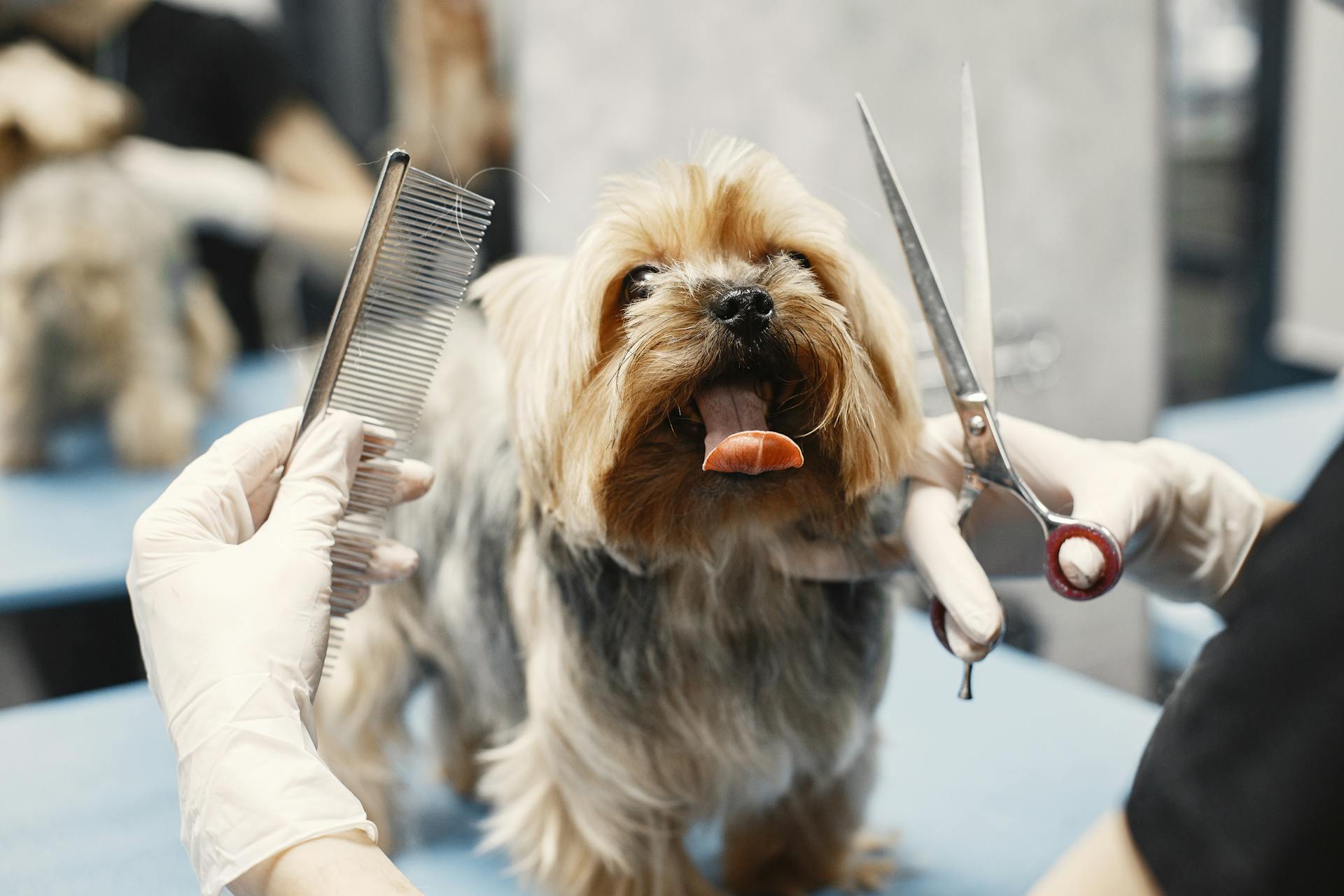 A Dog Showing Tongue While Grooming