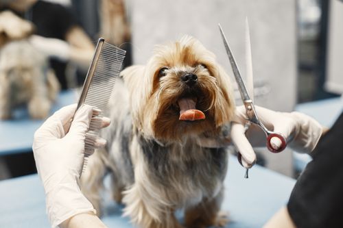 Dog getting a haircut with scissors