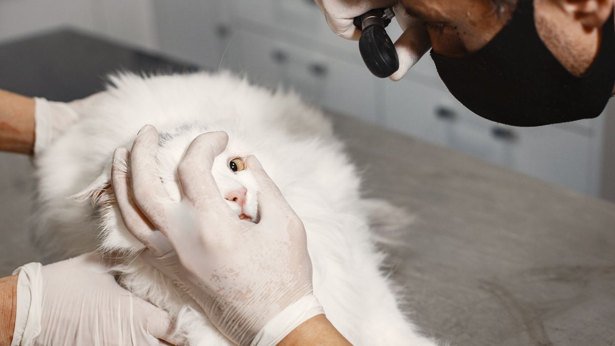 Conjuntivitis en gatos: síntomas, causas, tratamiento y cuándo es urgente