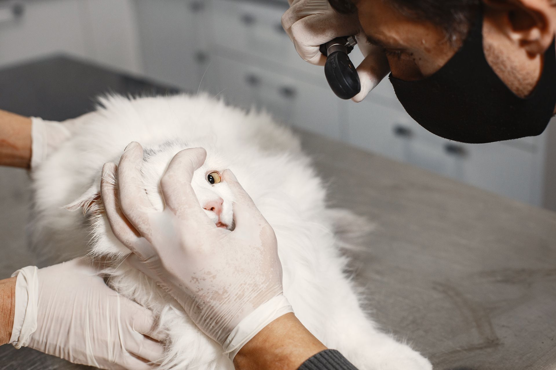 Expert Veterinary Care
