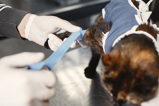 A veterinarian skillfully bandages a cat's paw post-surgery in a clinic setting.