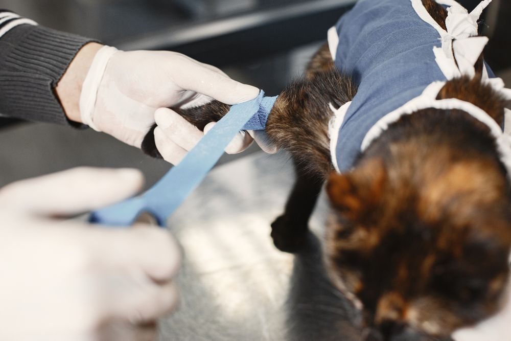 A veterinarian bandaging a cat's paw