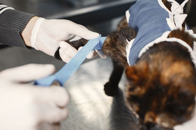 A vet bandaging a cat's paw, the moment a kit is for