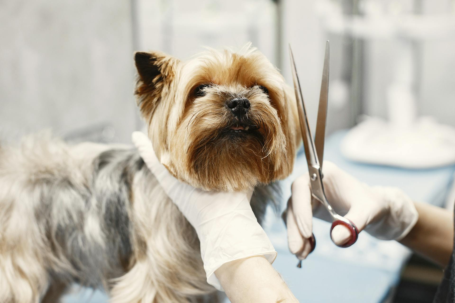 En hund hos en groomer