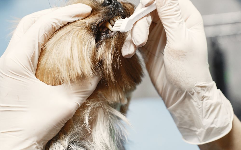 Veterinary dental care for a small dog