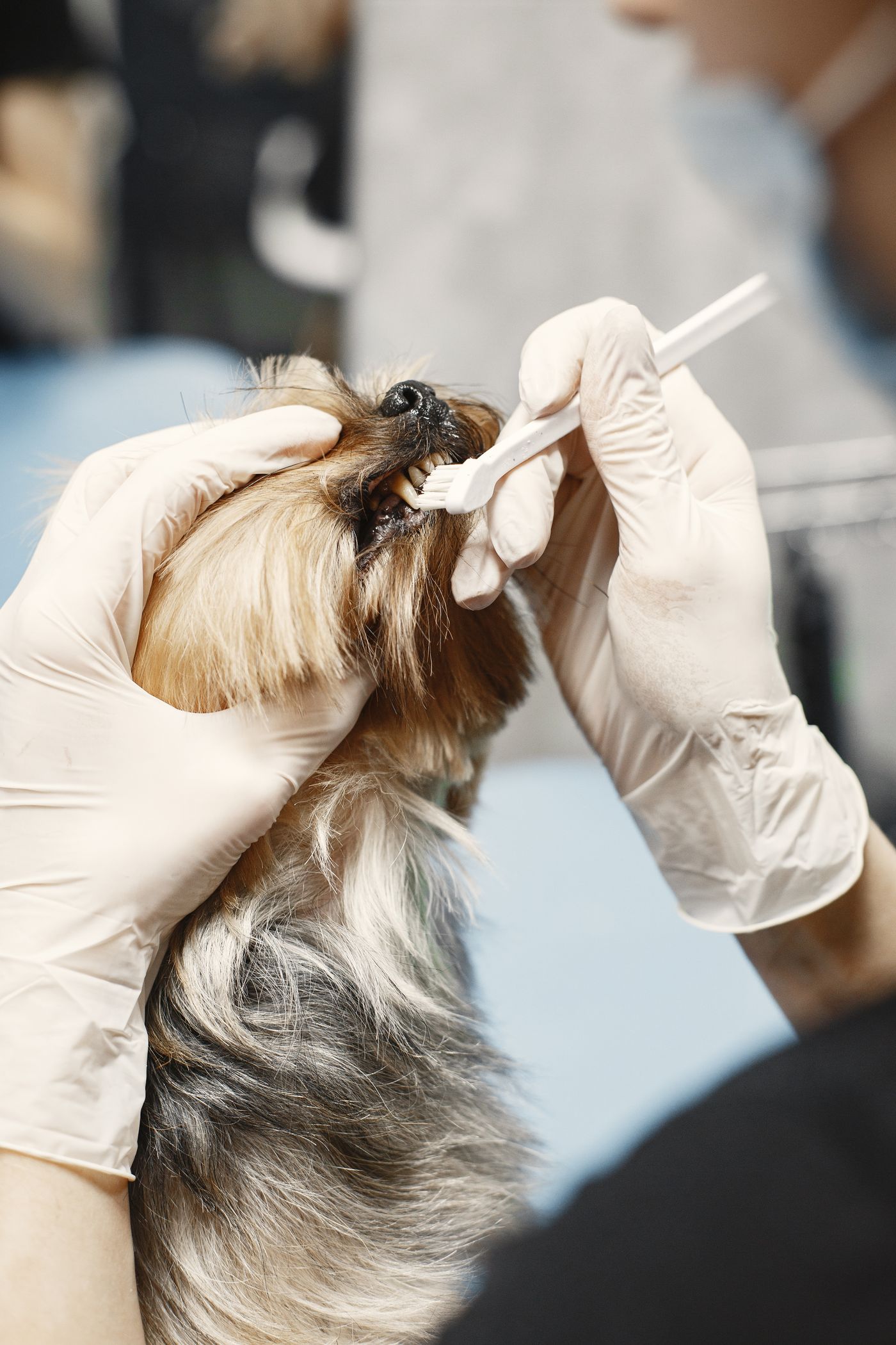 Small dog receiving gentle tooth brushing