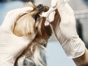 Veterinary dental care for a small dog