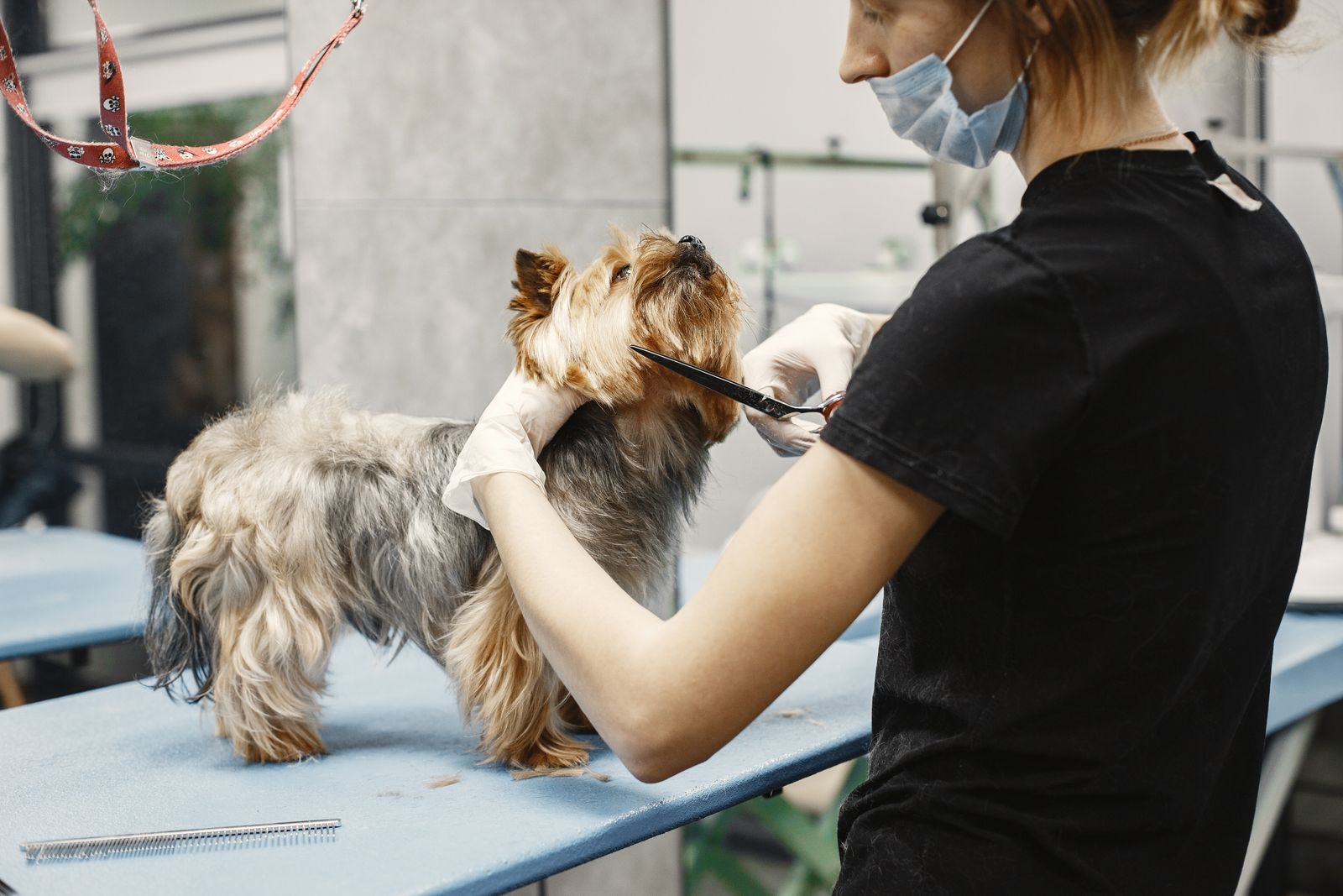 Curly-coated doodle-type dog on a grooming table