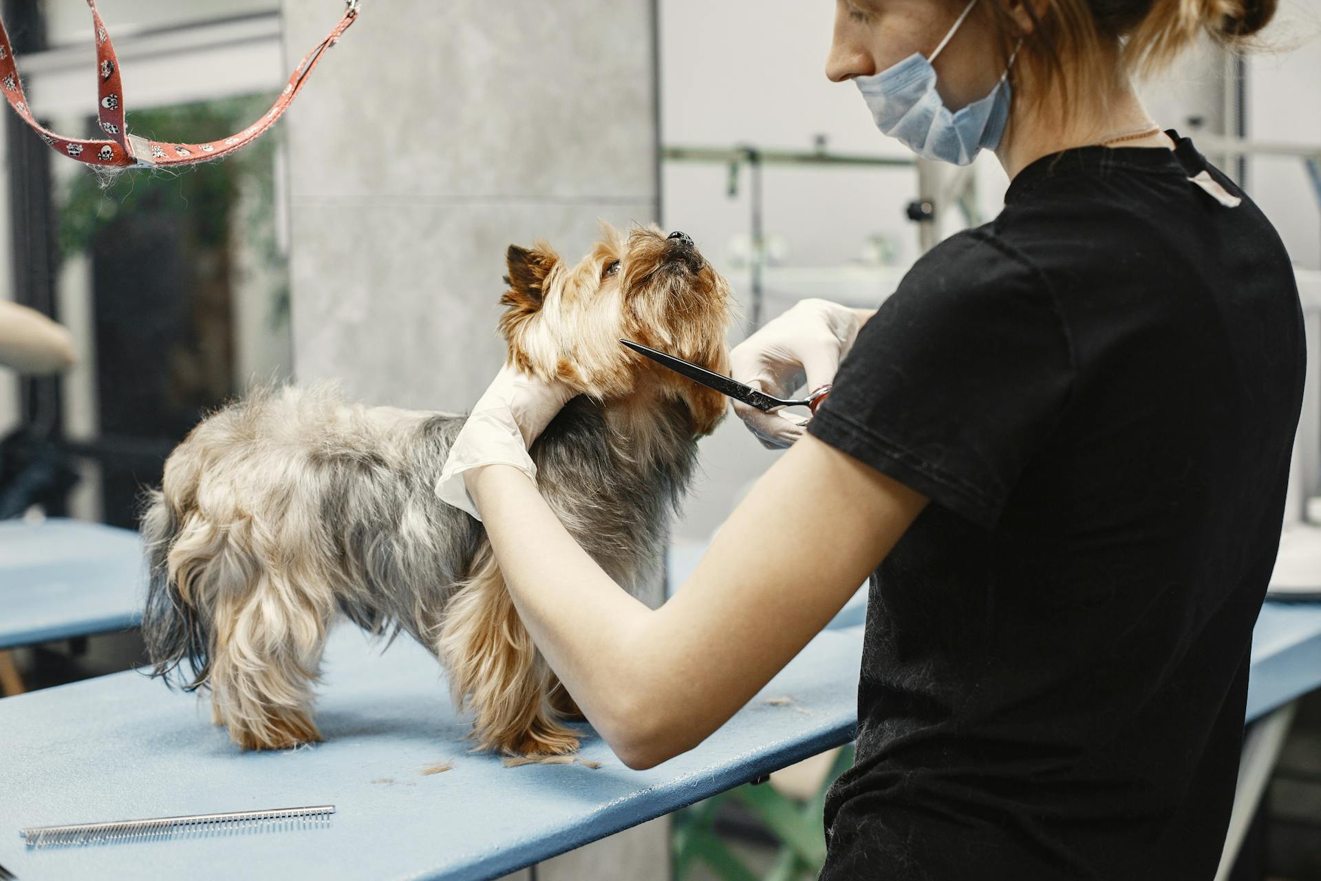 A Woman Grooming a Dog