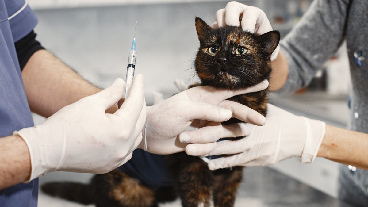 Vaccins chiot calendrier et primo-vaccination - illustration