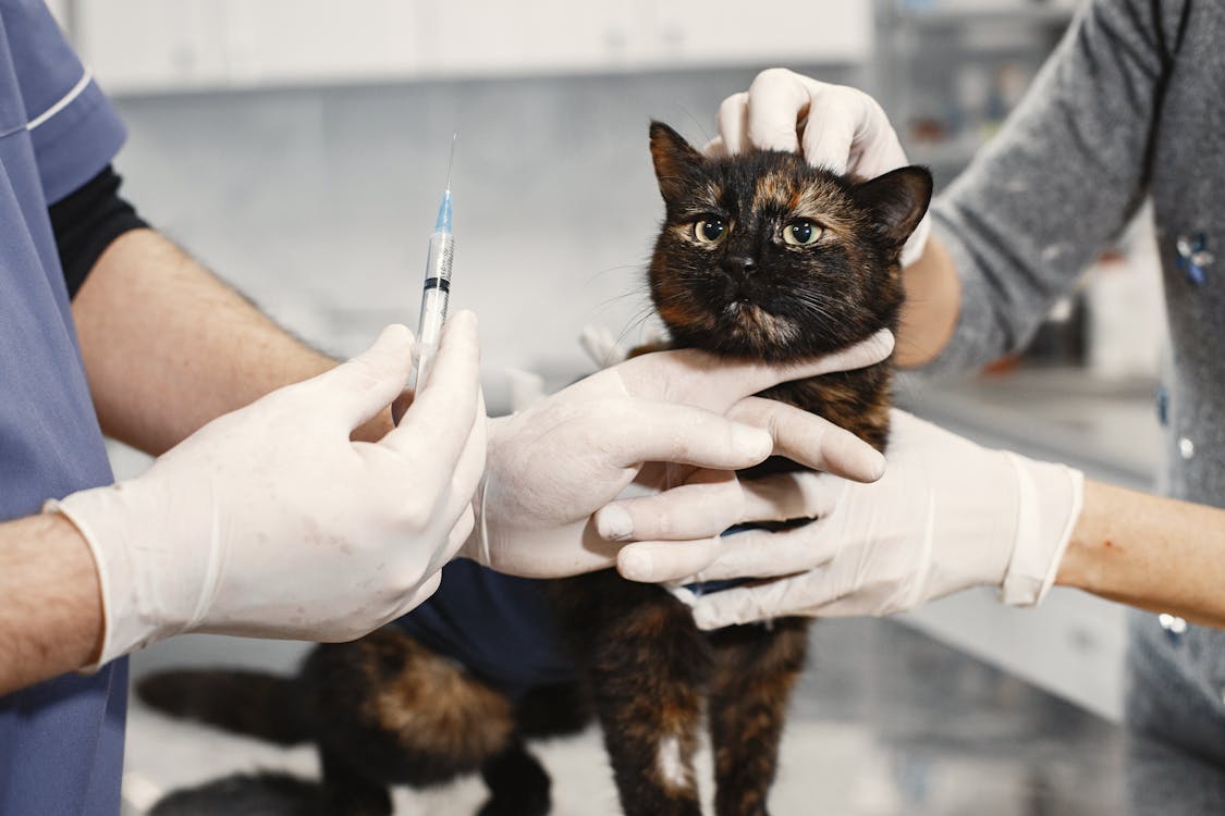 Free A Veterinarian Holding am Injection for a Cat Stock Photo