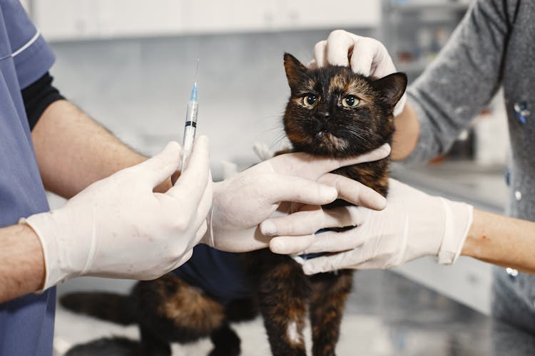 A Veterinarian Holding Am Injection For A Cat