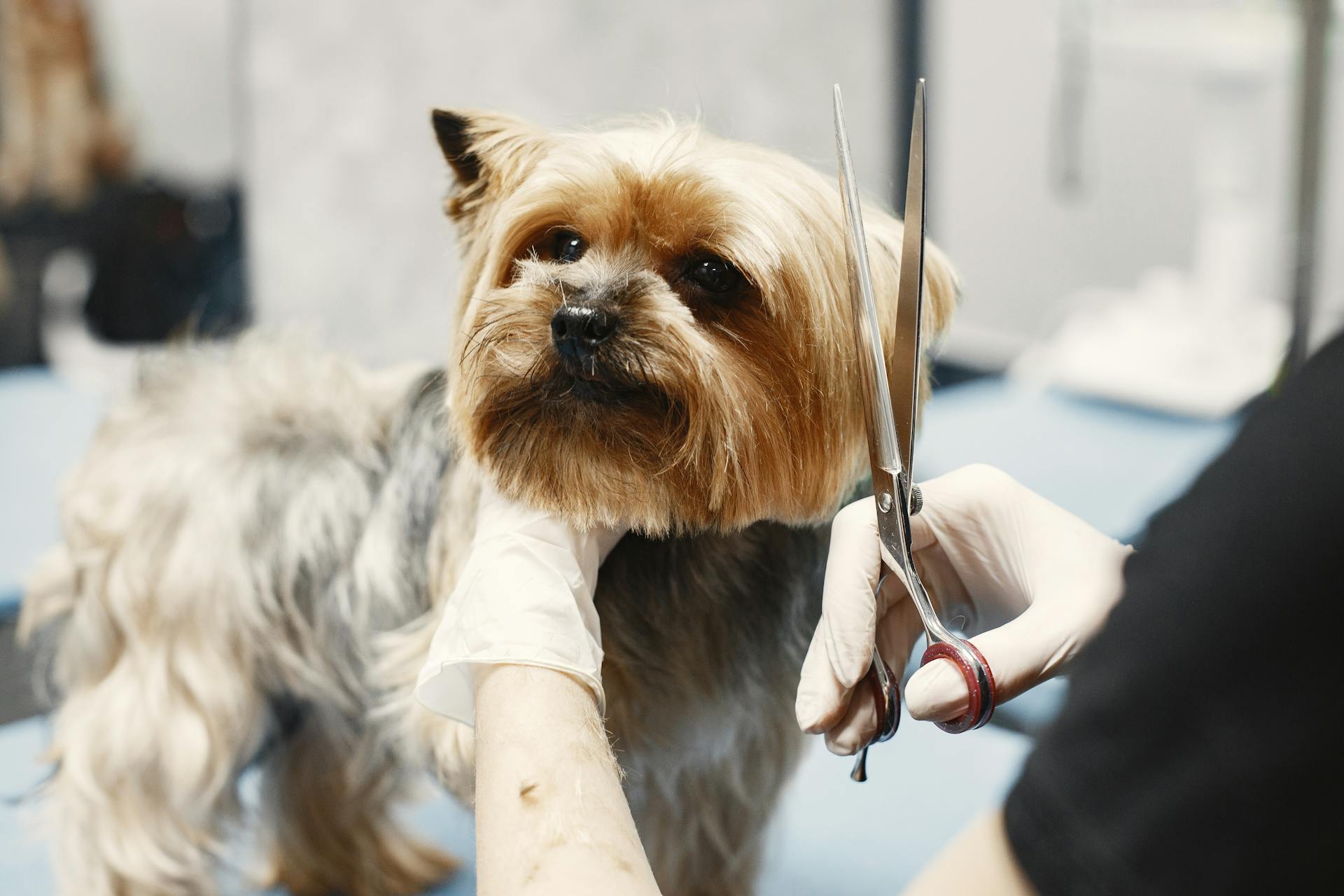 Een leuke hond die haarstyling krijgt in een schoonheidssalon