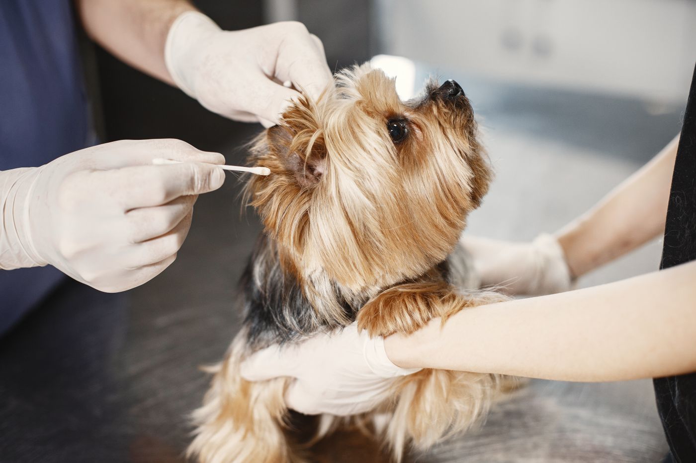 Chó Yorkshire Terrier đang được vệ sinh tai bằng dụng cụ chăm sóc trong không gian chuyên nghiệp