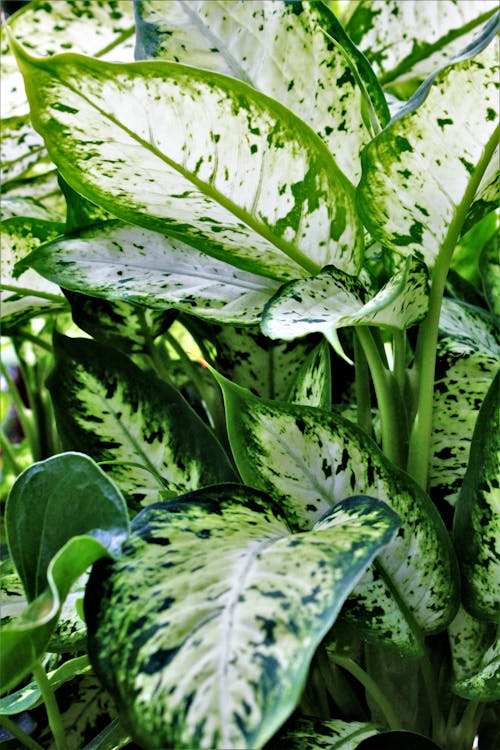 dieffenbachia seguine, 나뭇잎, 벙어리의 무료 스톡 사진