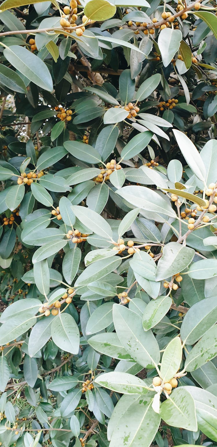 Close Up Photo Of Green Leaves Of A Fig Tree