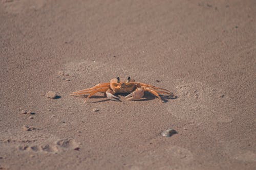 Foto profissional grátis de areia, caranguejo, crustáceos
