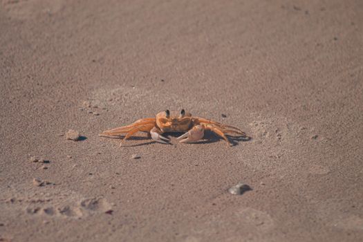 crab photo