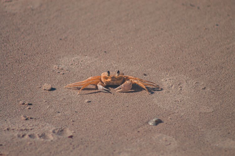 Crab Crawling On Sand