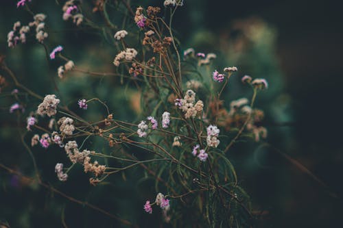 Close-Up Shot of Wilted Flowers