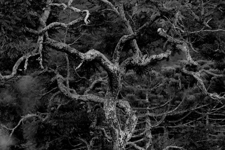 Bare Branches Of A Twisted Tree