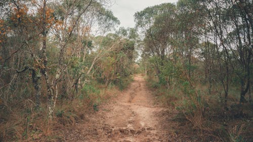 Dirt Road Between Green Trees