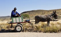 一名身穿蓝色夹克的男子骑着驴车，在晴朗的天空下穿过干燥的地形