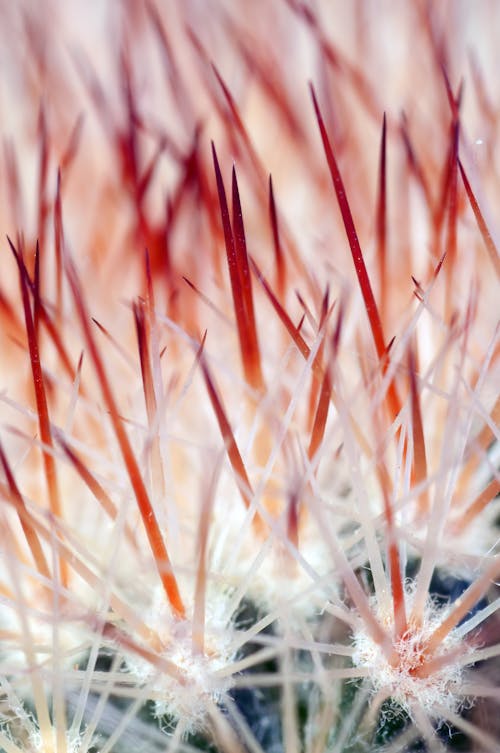 Základová fotografie zdarma na téma detail, makro, ostření