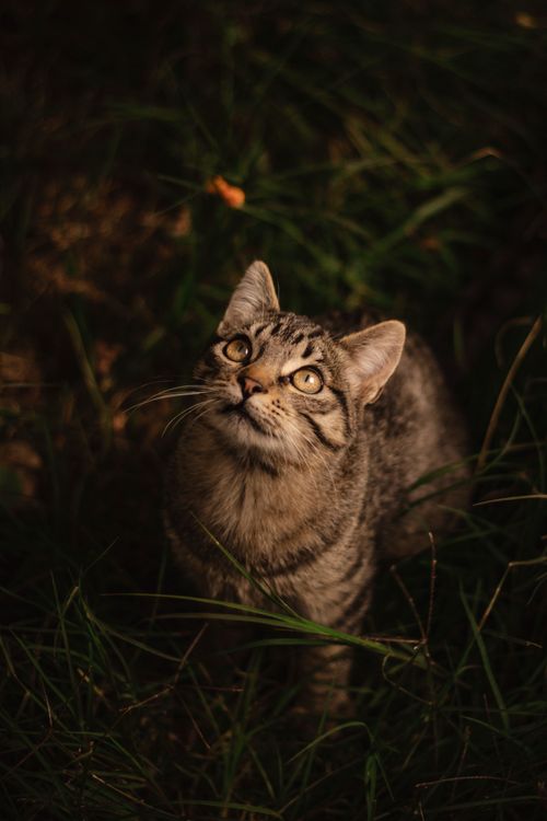 Free A tabby cat looking up thoughtfully while surrounded by lush grass, creating a warm and natural atmosphere. Stock Photo