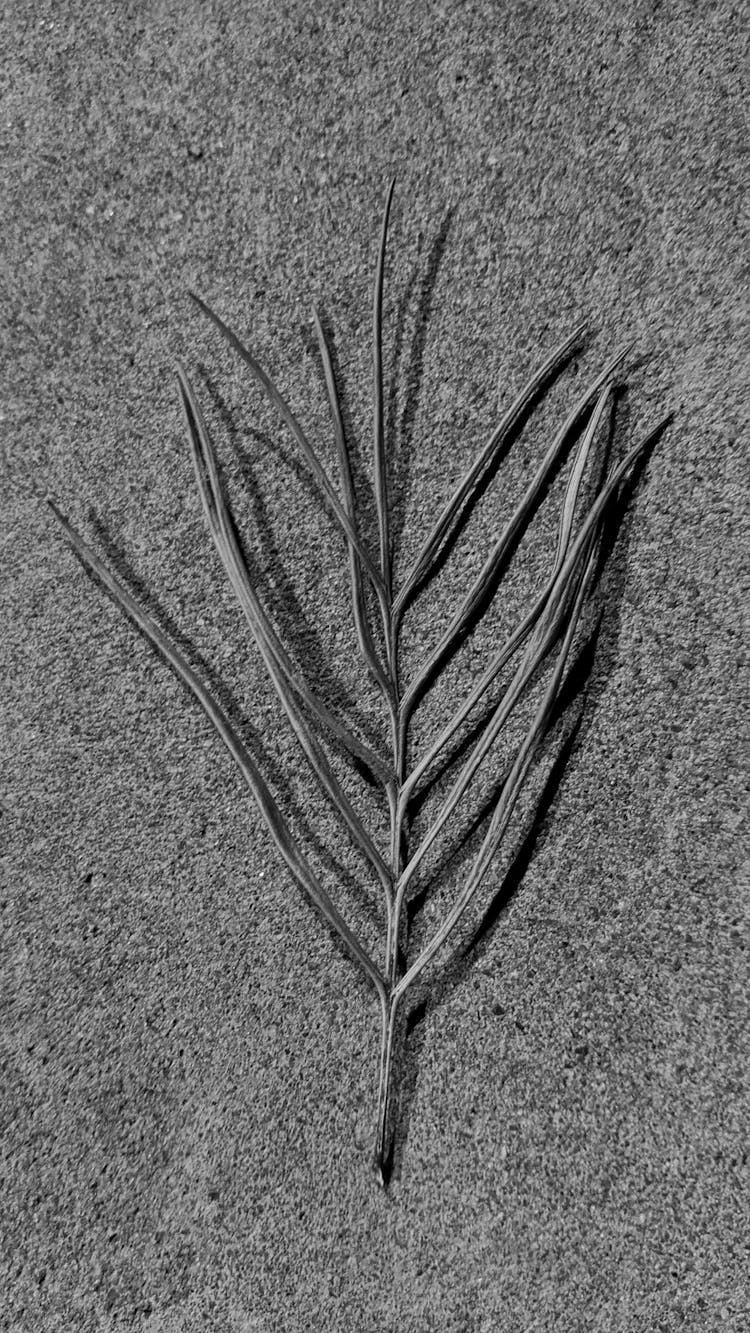 Palm Tree Leaf On Ground