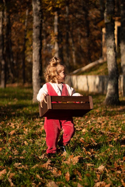Photos gratuites de automne, caisse en bois, content