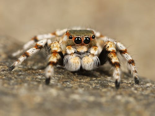 Brown and White Spider