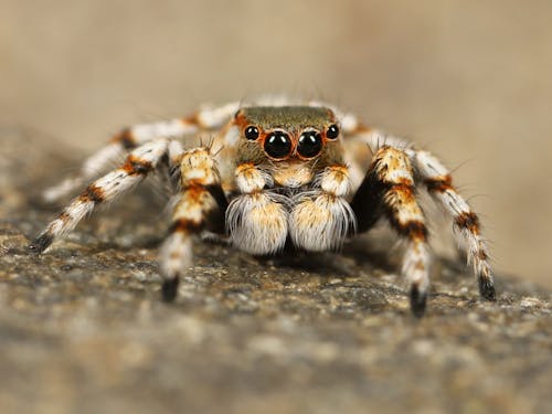 Braune Und Weiße Spinne