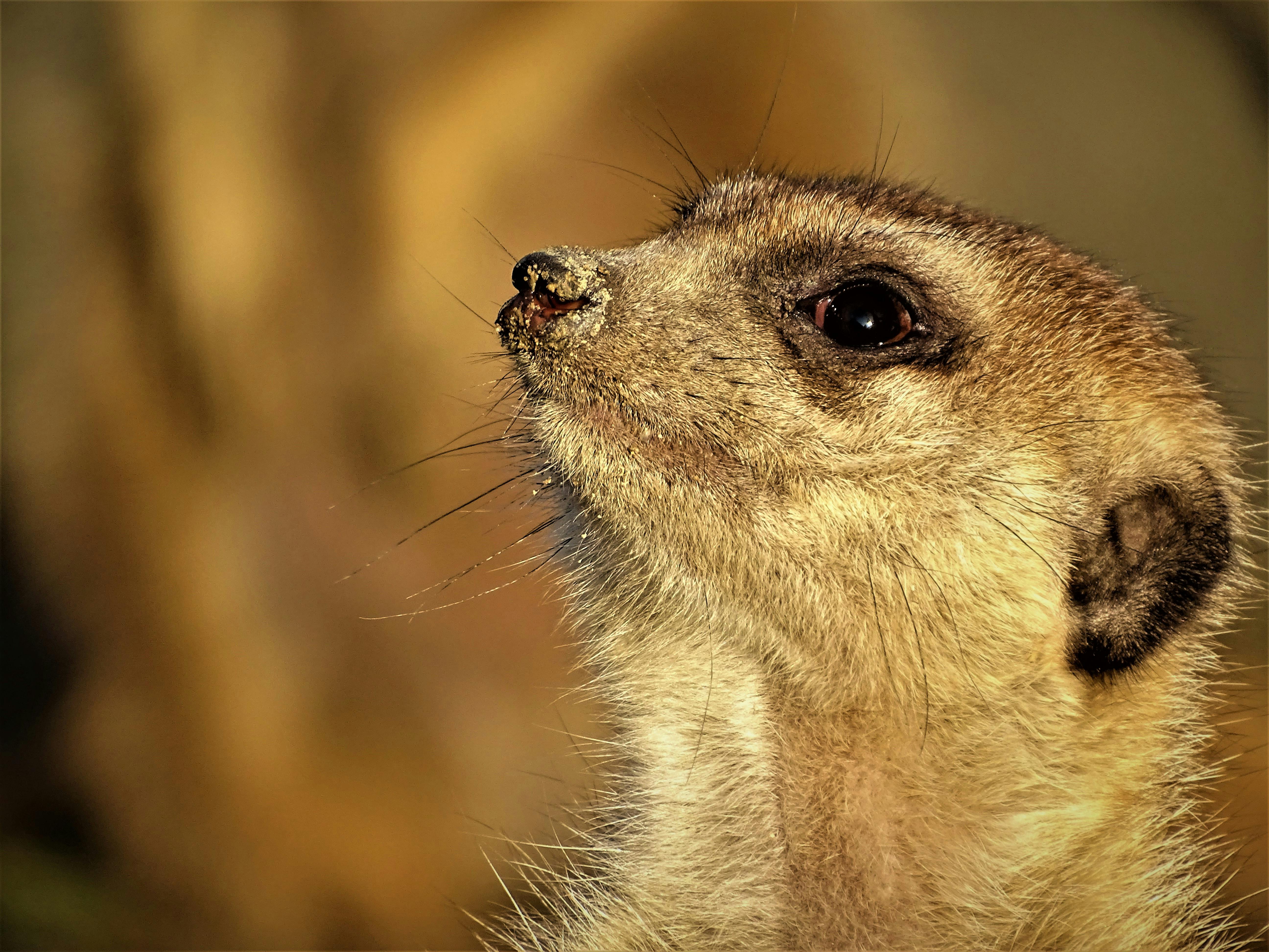 一张猫鼬在其自然栖息地保持警惕的详细特写照片