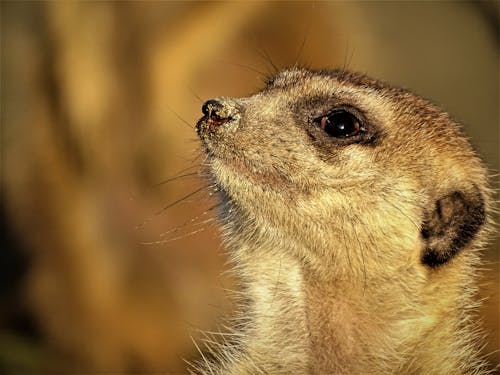 Photographie Rapprochée De Furet Brun