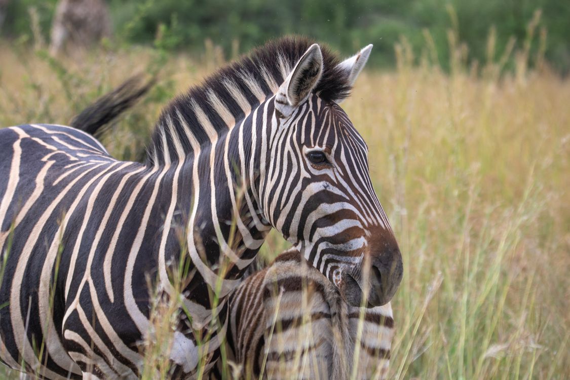 Zebra Posing Zebra in Nature · Free Stock Photo