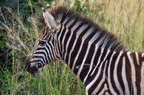 Free Profile view of a zebra in the wild, showcasing its distinct stripes. Stock Photo