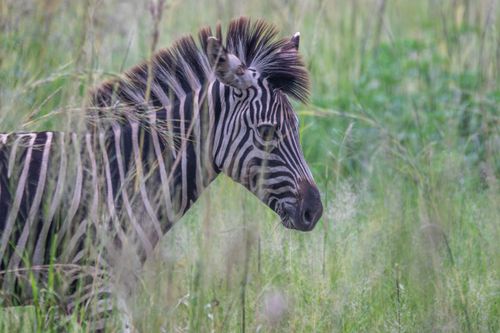Free Detailed close-up of a zebra camouflaged in tall grass, showcasing its iconic stripes. Stock Photo