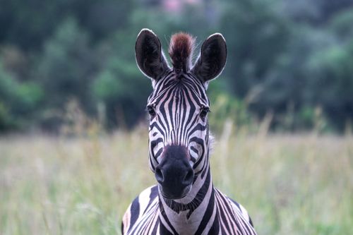 Free Detailed close-up of a zebra in its natural habitat with a blurred green background. Stock Photo