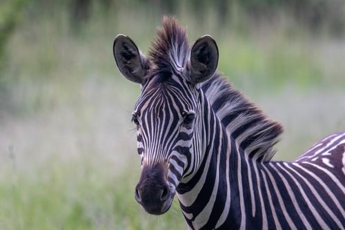 Free Detailed close-up of a zebra in a grassy outdoor environment. Stock Photo