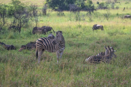 Free A Zebra on Green Grass Field Stock Photo