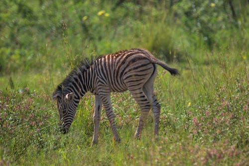 A Foal Eating Grass