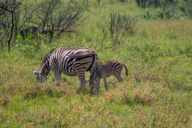 Zebras Eating Grass