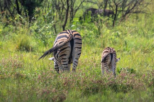 Free Two zebras grazing in the lush green savanna. A captivating wildlife scene. Stock Photo