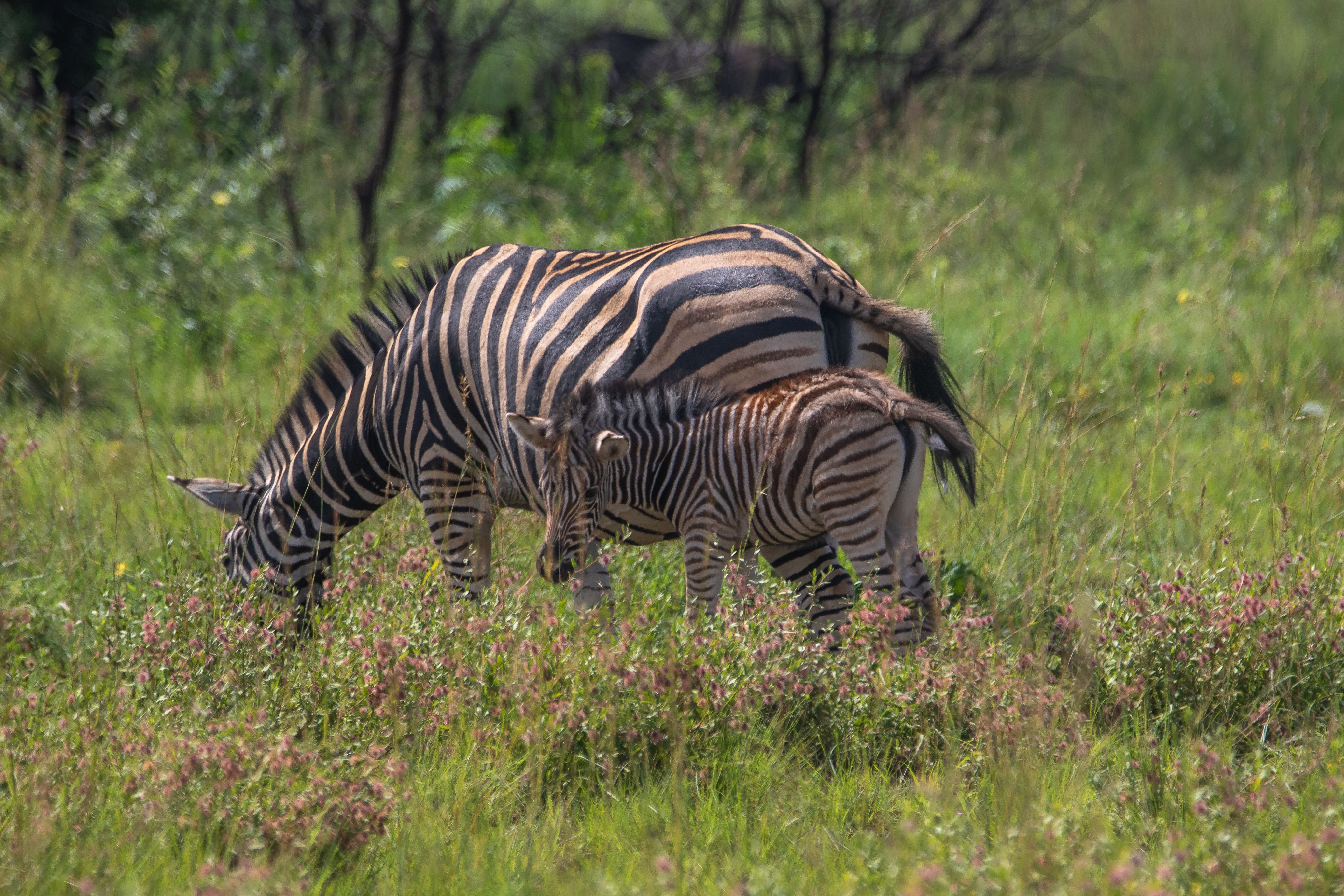 Botswana Green Season Safari: A January 2027 Guide