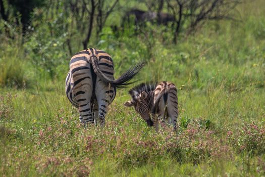 Two zebras, one adult and one young, feeding in a verdant field under clear daylight, embracing nature's tranquility.