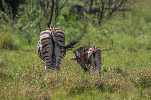 Free Two zebras, one adult and one young, feeding in a verdant field under clear daylight, embracing nature's tranquility. Stock Photo