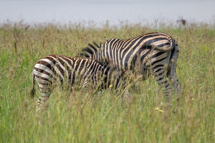 Zebras In A Grass Field